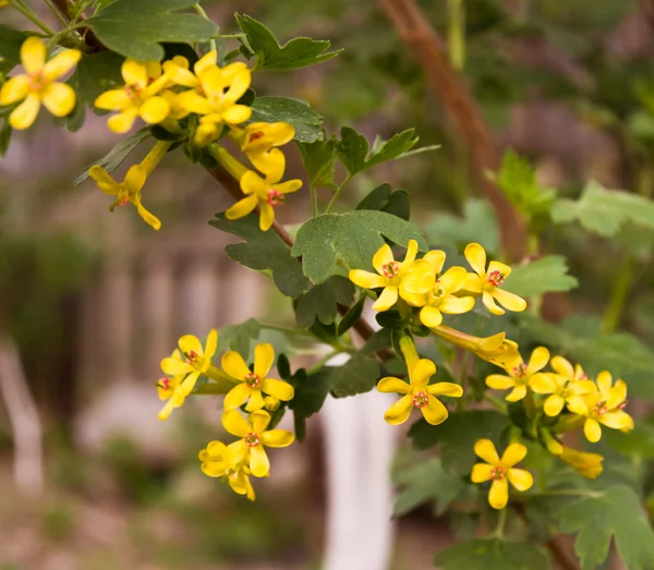 美丽的黄色小花的性质 — 图库照片