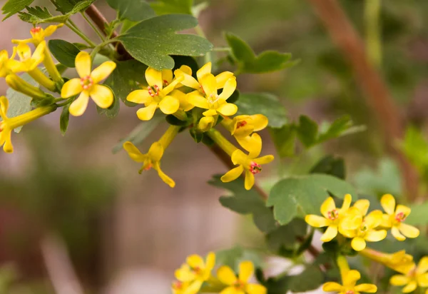 Piękne żółte kwiaty o charakterze — Zdjęcie stockowe