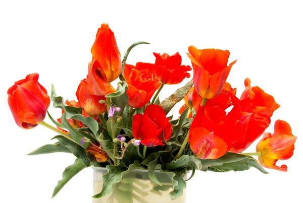 Salvaje Tulipán rojo sobre un fondo blanco — Foto de Stock