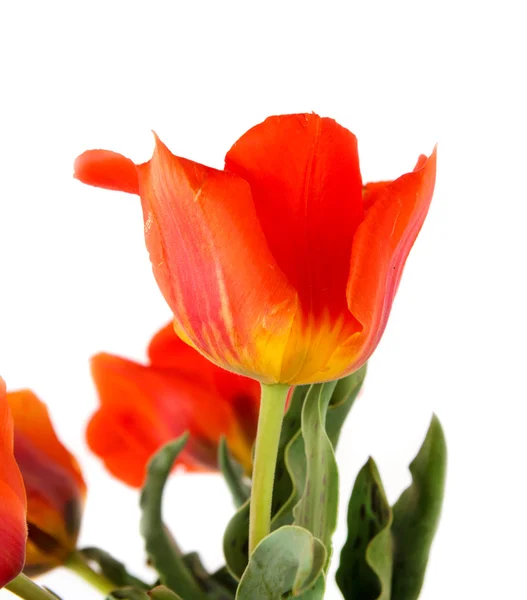 Tulipe sauvage rouge sur fond blanc — Photo