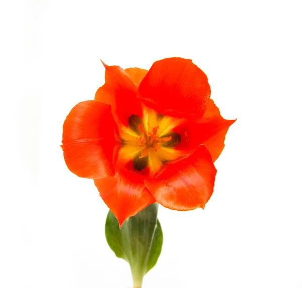 Tulipano selvatico rosso su sfondo bianco — Foto Stock
