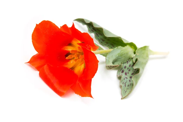 Salvaje Tulipán rojo sobre un fondo blanco —  Fotos de Stock