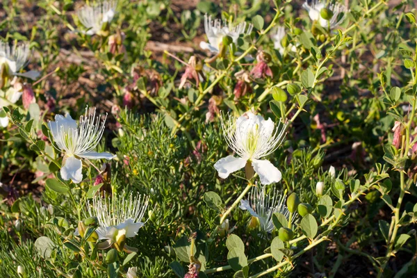 White thorn flower — Stock Photo, Image
