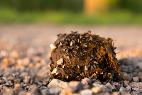 Manure of a horse with flies on the nature — Stock Photo, Image
