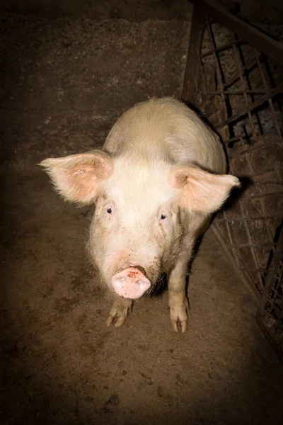 Schwein auf einem Bauernhof — Stockfoto