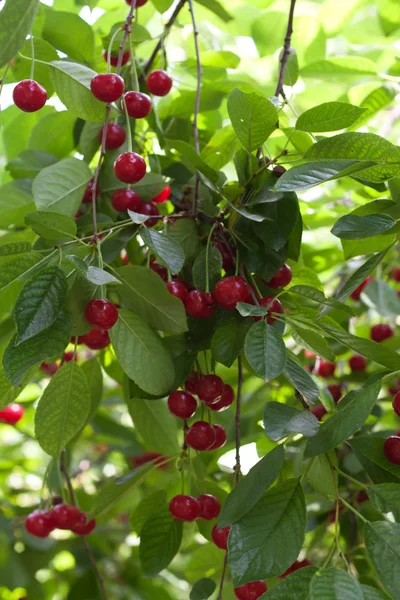 Fresh cherries on the tree — Stock Photo, Image