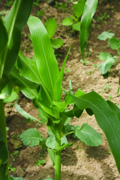 Green leaves of corn as a background — Stock Photo, Image