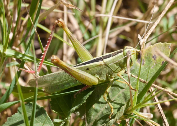 녹색 풀밭에서 메뚜기입니다. 매크로 — 스톡 사진