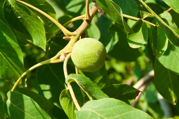 Green walnut growing on a tree close up — Stock Photo, Image