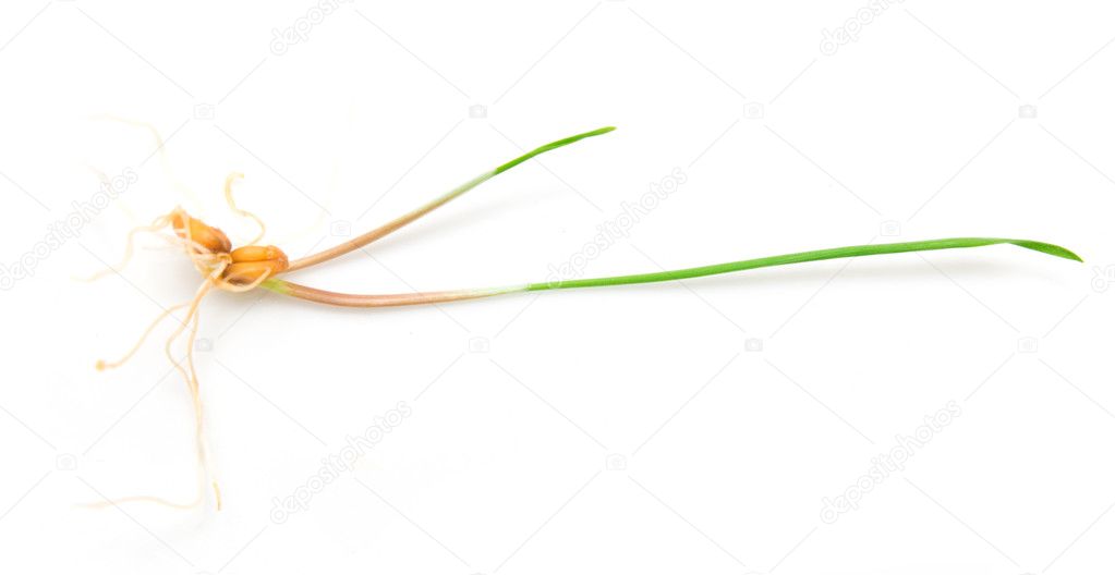 Sprout of wheat macro. Isolated on white background.
