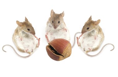 Üç fare oturup fındık üzerinde beyaz bir arka plan bakmak