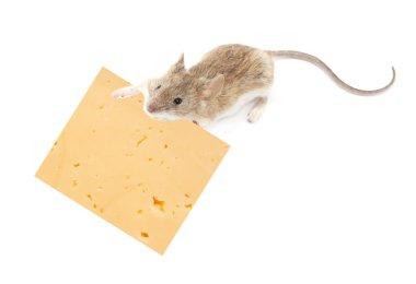 komik fare ve beyaz arka plan üzerinde izole peynir