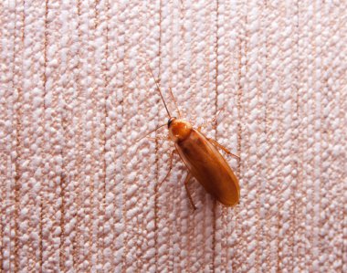 Cockroach duvarda