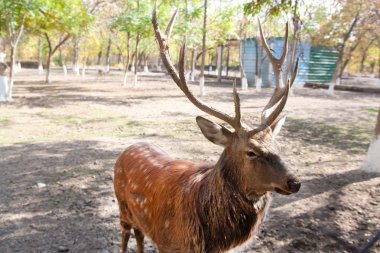 Deer in the zoo clipart