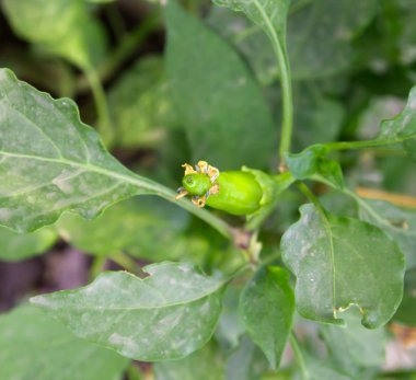 Green hot chili pepper growing on bush with blurred background