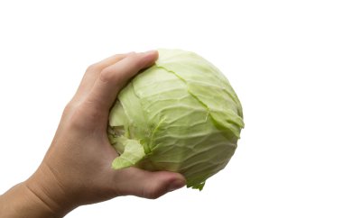 Cabbage in a hand on a white background clipart
