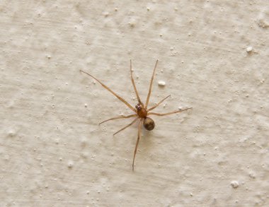 Spider bir beton duvar