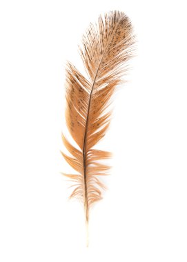 Golden feather on a white background clipart