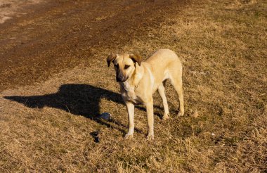 köpek bir mesafe görünüyor