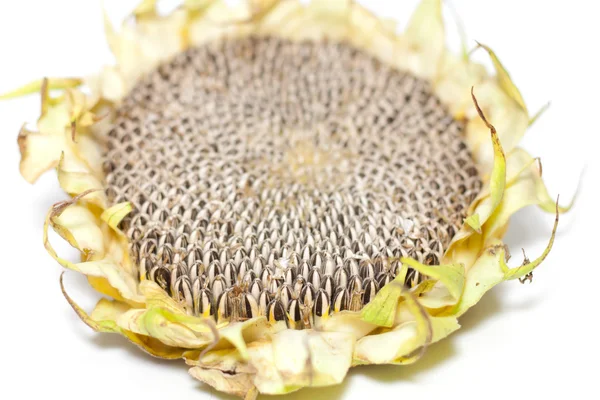 Beyaz arka plan ayçiçeği çekirdeği. odak dibinde — Stok fotoğraf