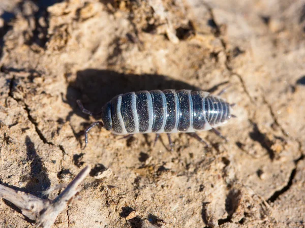 stock image Closeup view of a woodlice bug walking on the dirt.