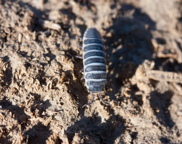 stock image Closeup view of a woodlice bug walking on the dirt.