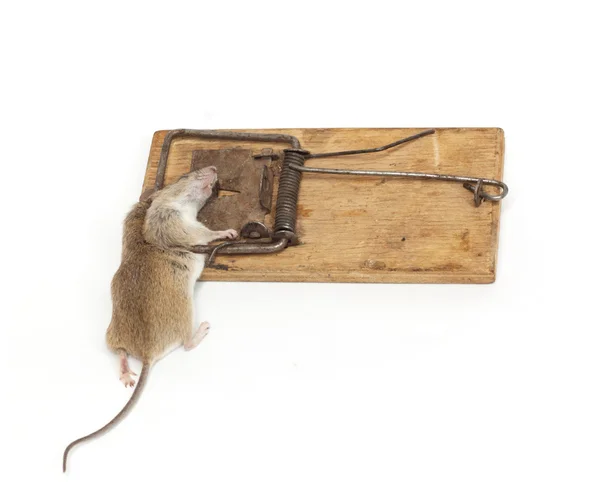 O rato em uma ratoeira é isolado em um fundo branco — Fotografia de Stock