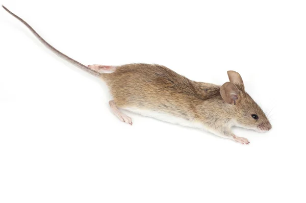 Мышь на белом фоне — стоковое фото