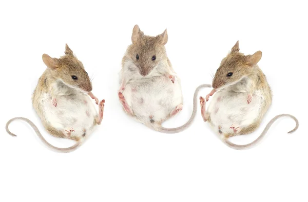 Tre mus som sitter på en vit bakgrund — Stockfoto