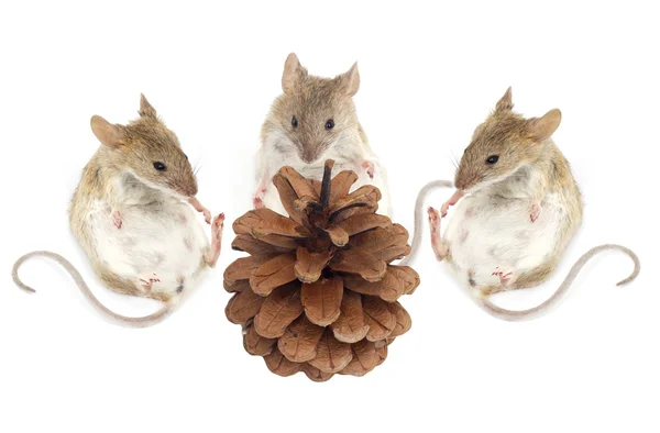 Drie muis zitten en kijken naar de pijnboompitten op een witte achtergrond — Stockfoto