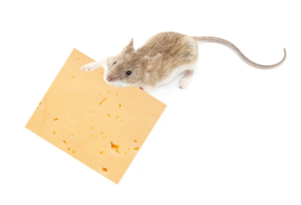 滑稽大鼠和孤立在白色背景上的奶酪 — 图库照片