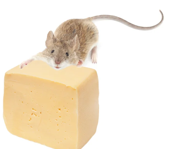 재미 있는 쥐와 치즈 흰색 배경에 고립 — 스톡 사진