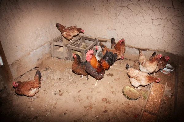 田舎の農場のヘンハウスの鶏と鶏 — ストック写真