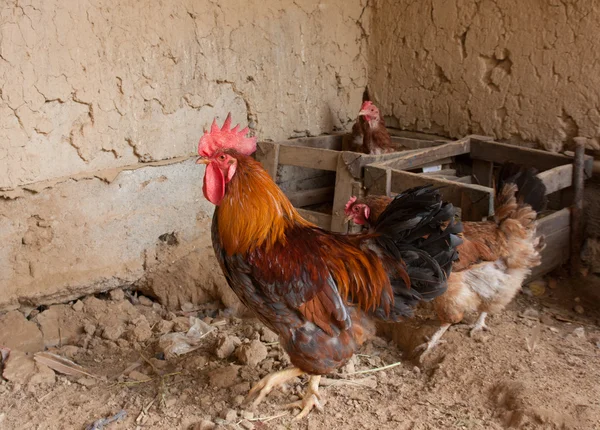 Hühner und Hahn in Hühnerstall auf Bauernhof — Stockfoto