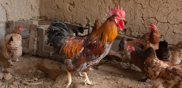 Pollos y gallos en gallinero en granja de campo —  Fotos de Stock