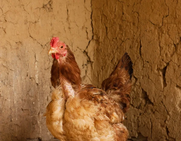 鸡的肖像 — 图库照片
