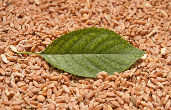 Zelený list ze stromu proti pšenice — Stock fotografie