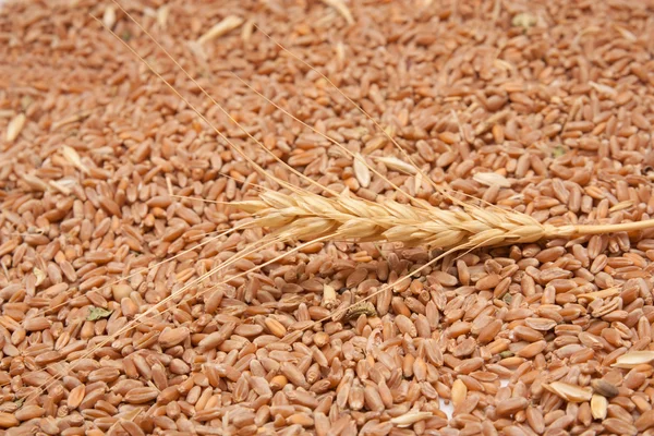 Pšenice s ušima — Stock fotografie