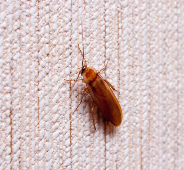 stock image Cockroach on the wall