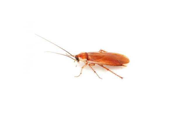 Cucaracha sobre fondo blanco — Foto de Stock