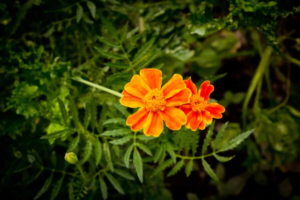 Belle fleur sur la nature — Photo