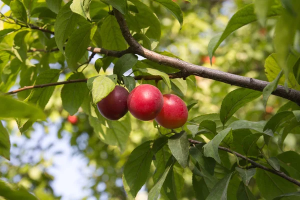 Prugne rosse sull'albero — Foto Stock