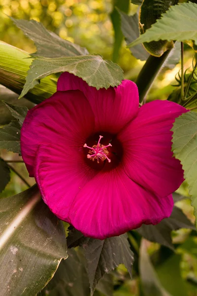 Красивый цветок на природе — стоковое фото