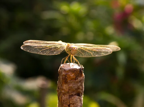 Dragonfly σχετικά με τη φύση, μακροεντολή — Φωτογραφία Αρχείου