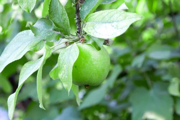 Grüner Apfel auf einem Baum — Stockfoto
