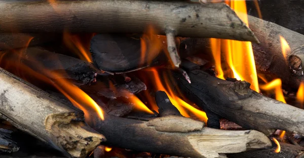 불에 젊은 자작나무 지점 — 스톡 사진