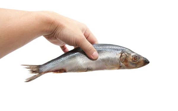 Herring in his hand on a white background — Stock Photo, Image