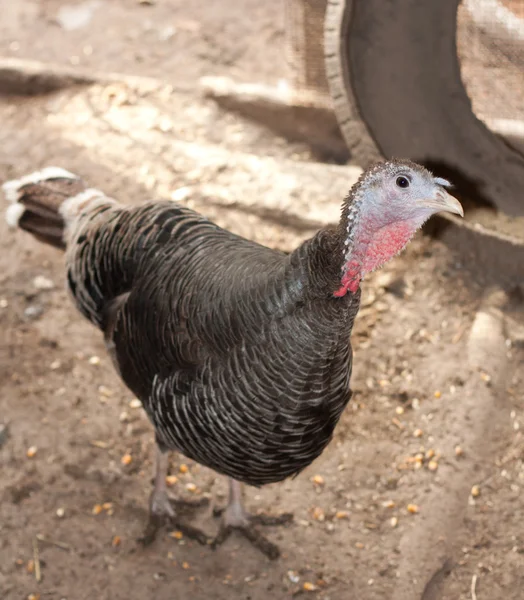 Turkey on the farm — Stock Photo, Image