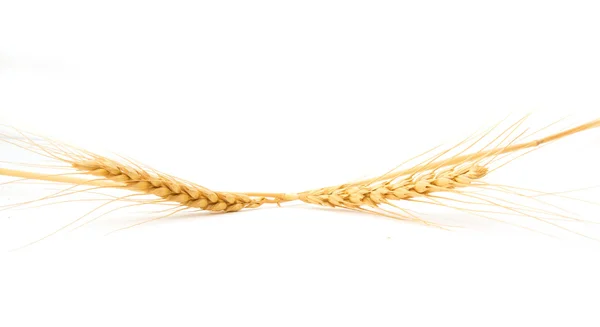 Espigas de trigo sobre fondo blanco — Foto de Stock