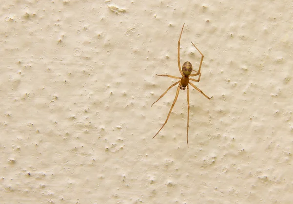 콘크리트 벽에 거미 — 스톡 사진